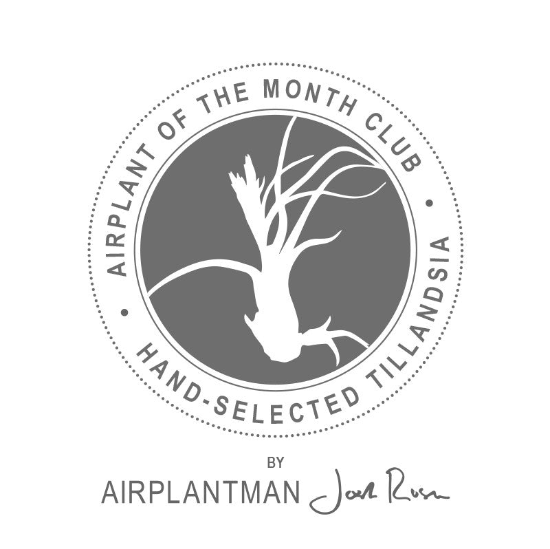Air Plants of the Month Club