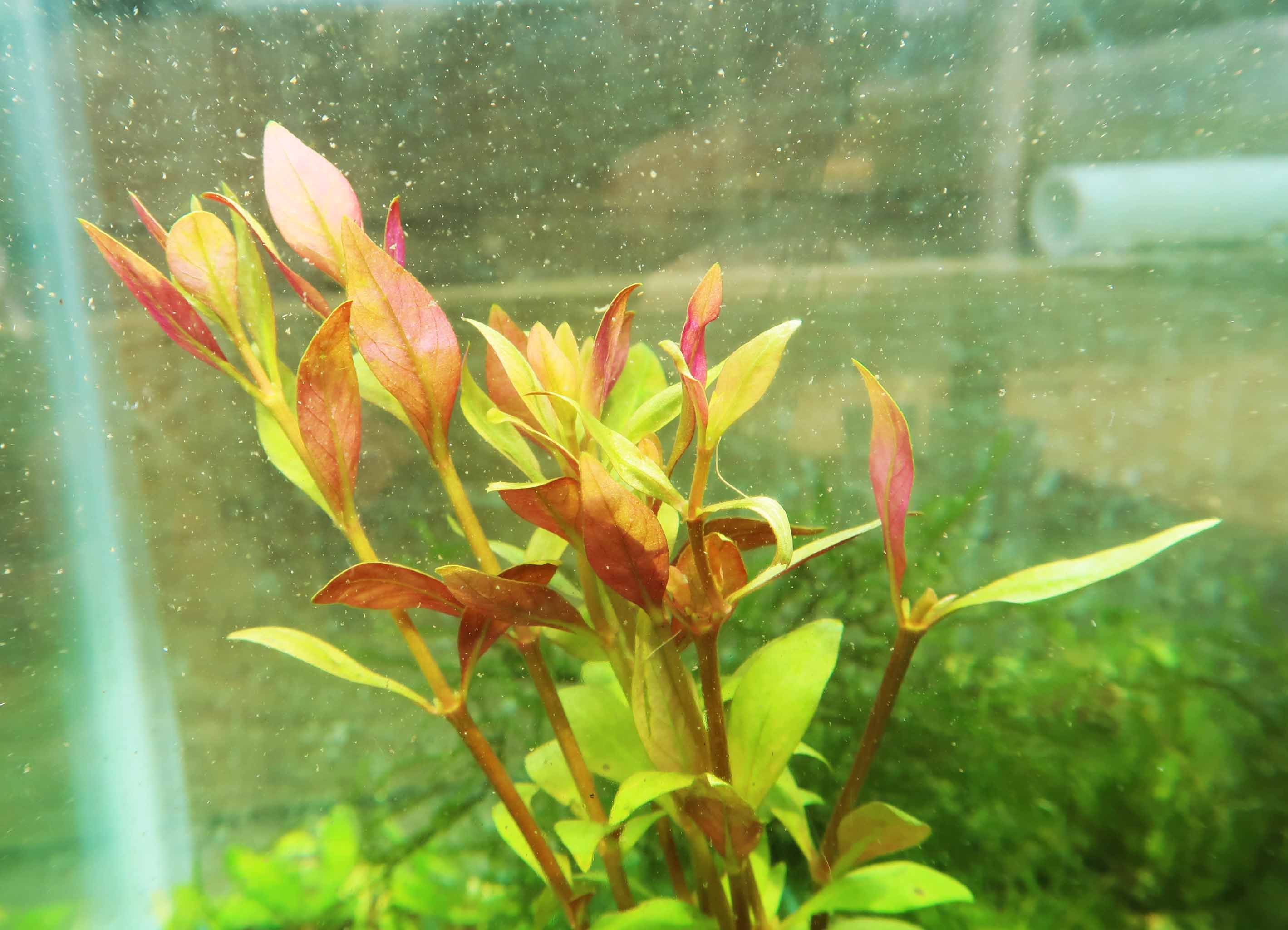 Alternanthera Reineckii "Green"