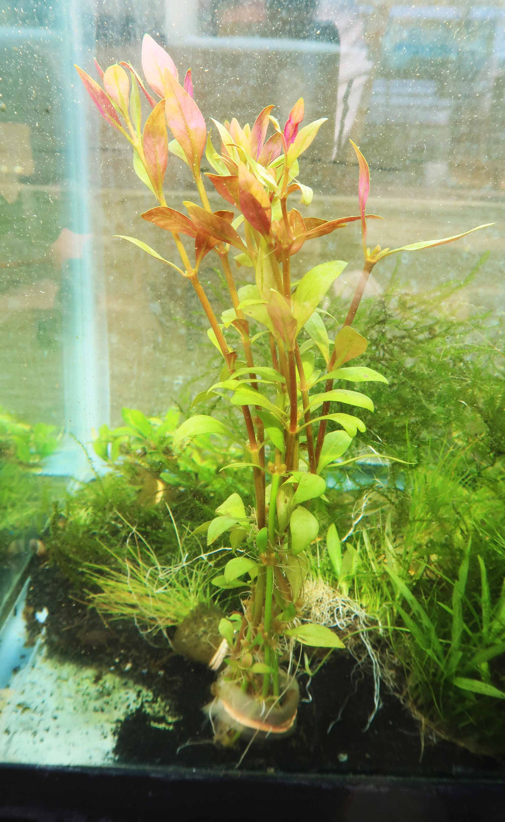 Alternanthera Reineckii "Green"