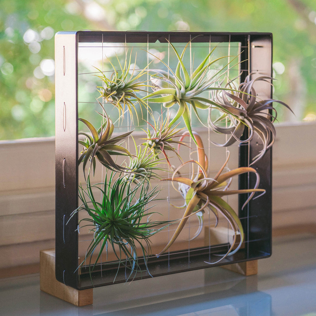 Air Plant Frame Stand
