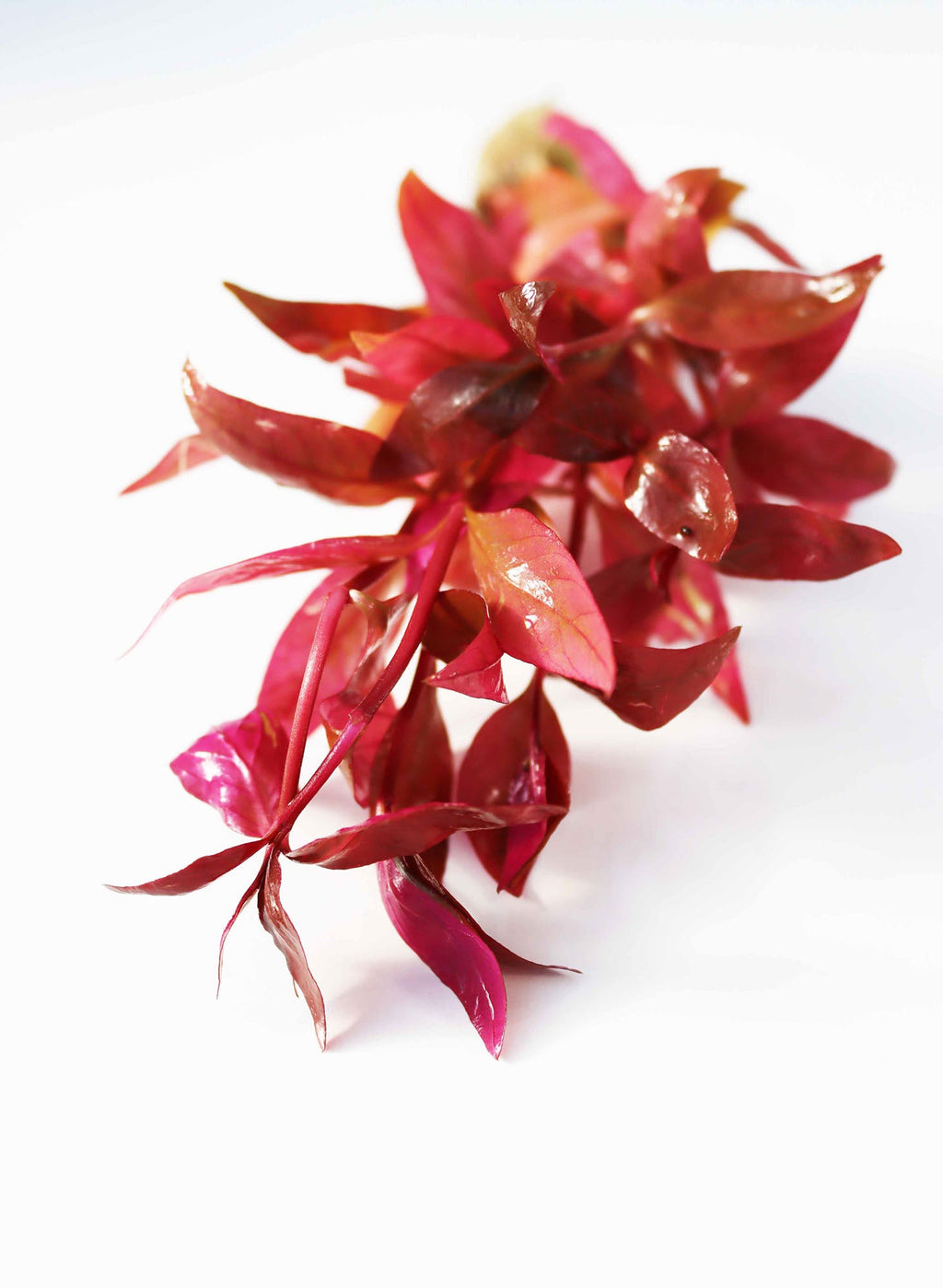 Alternanthera Lilacina (Purple version of our best seller!)