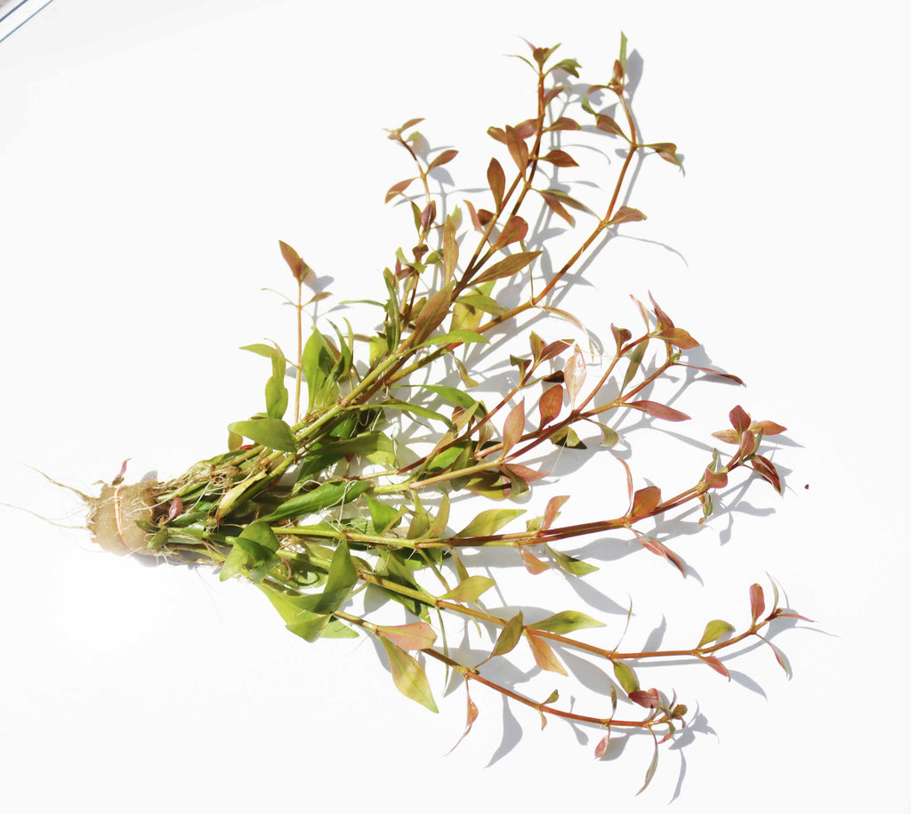 Alternanthera Reineckii "Green"