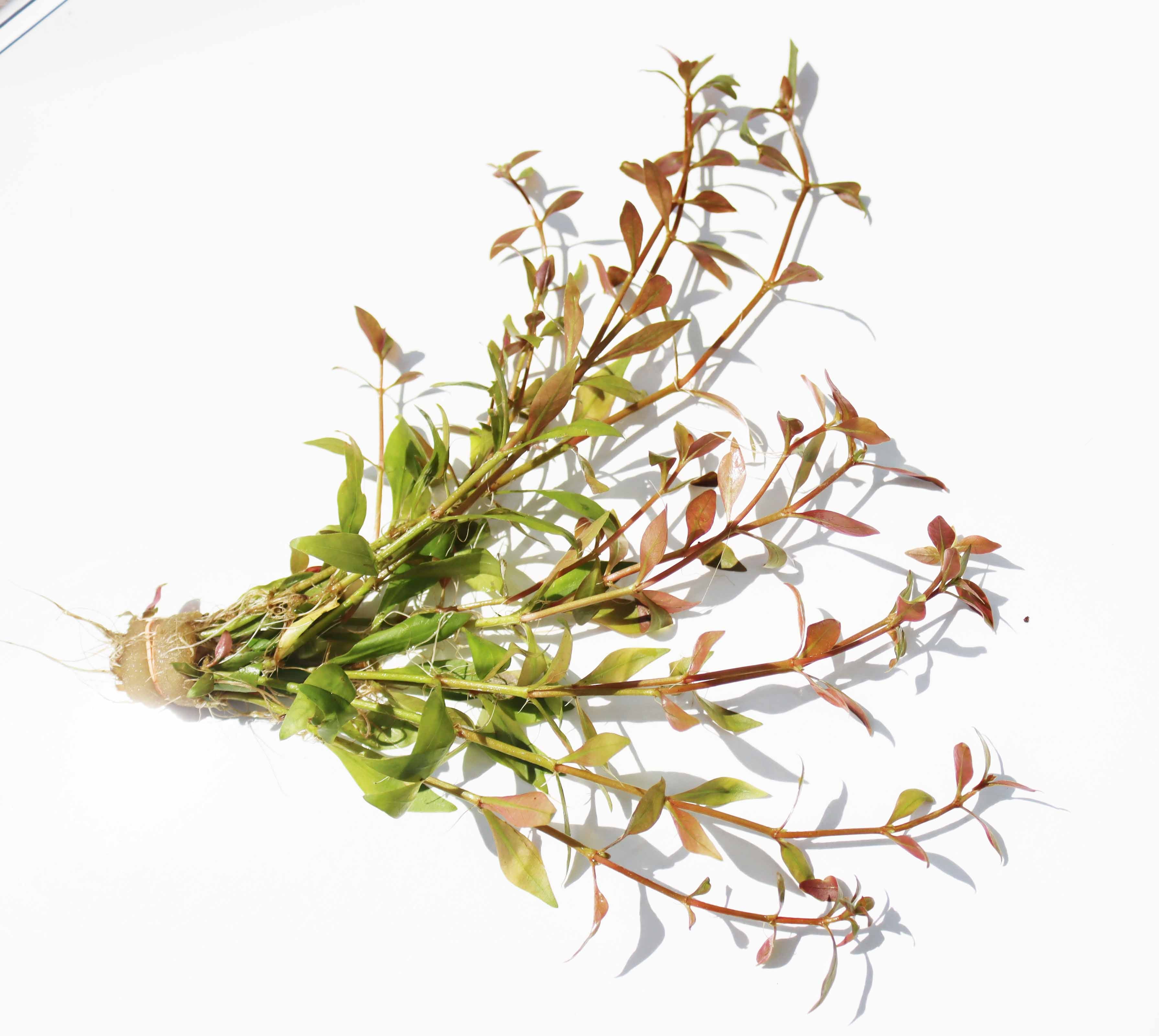 Alternanthera Reineckii "Green"