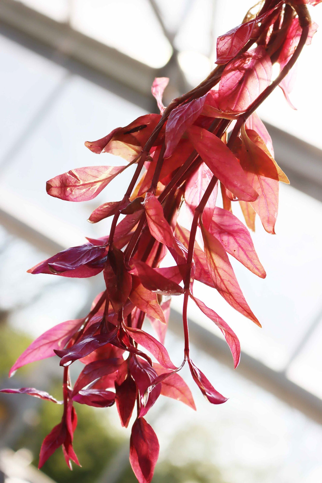 Alternanthera Lilacina (Purple version of our best seller!)