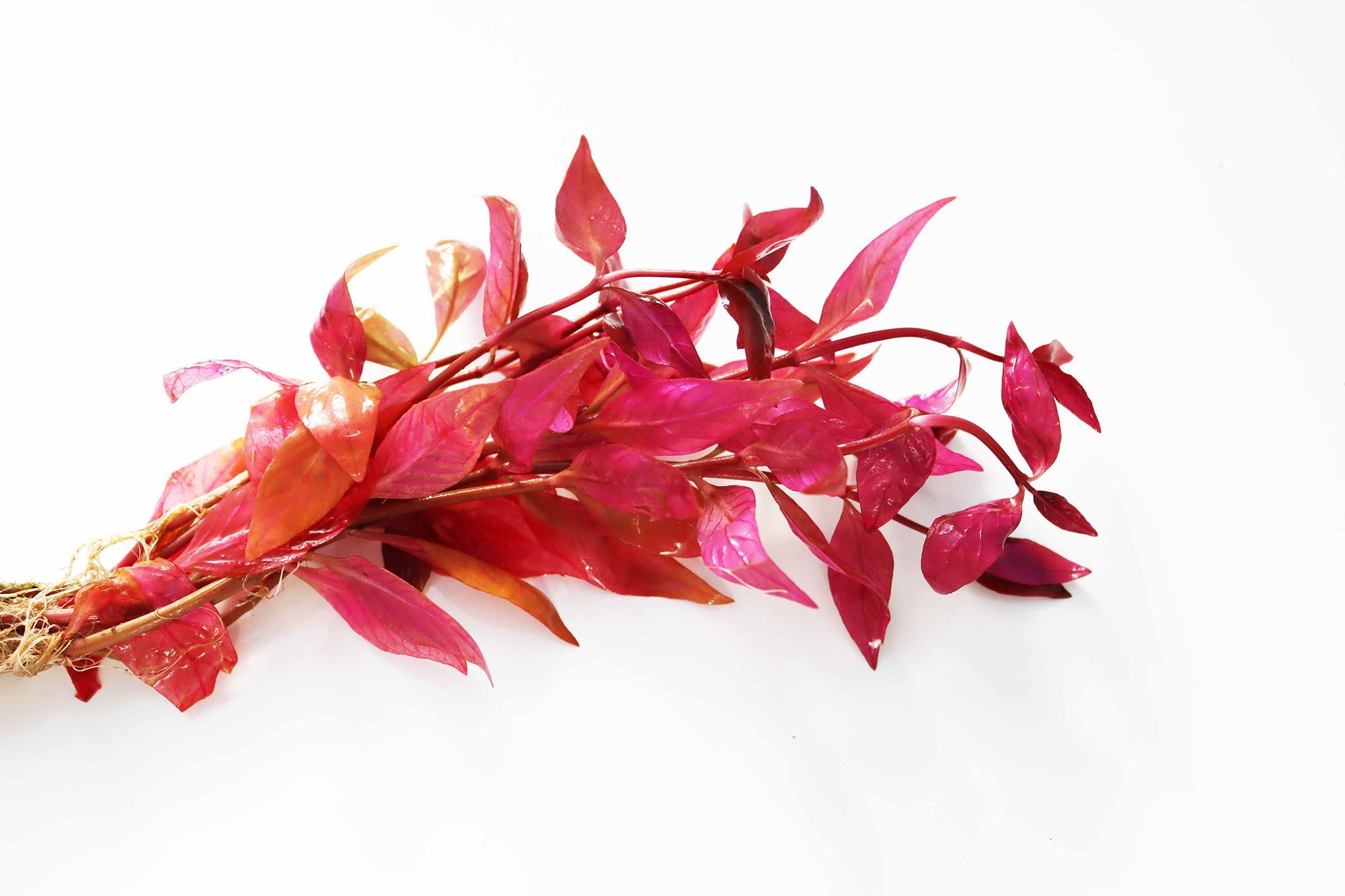 Alternanthera Lilacina (Purple version of our best seller!)