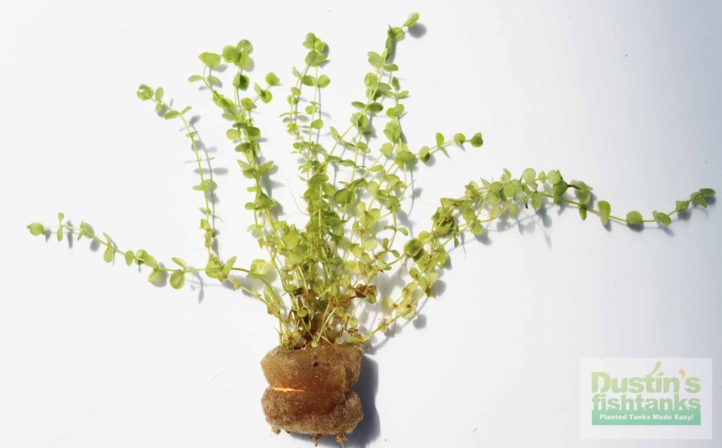 Baby Tears - Carpeting Foreground Plant (Micranthemum umbrosum)