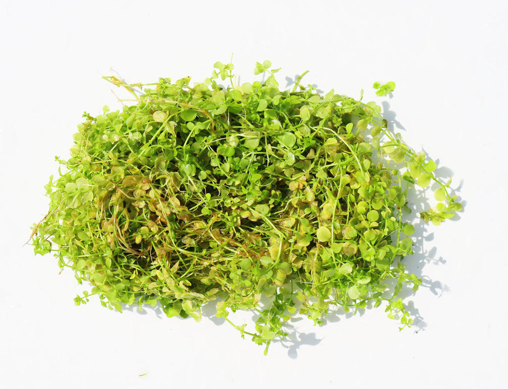 Baby Tears - Carpeting Foreground Plant (Micranthemum umbrosum)
