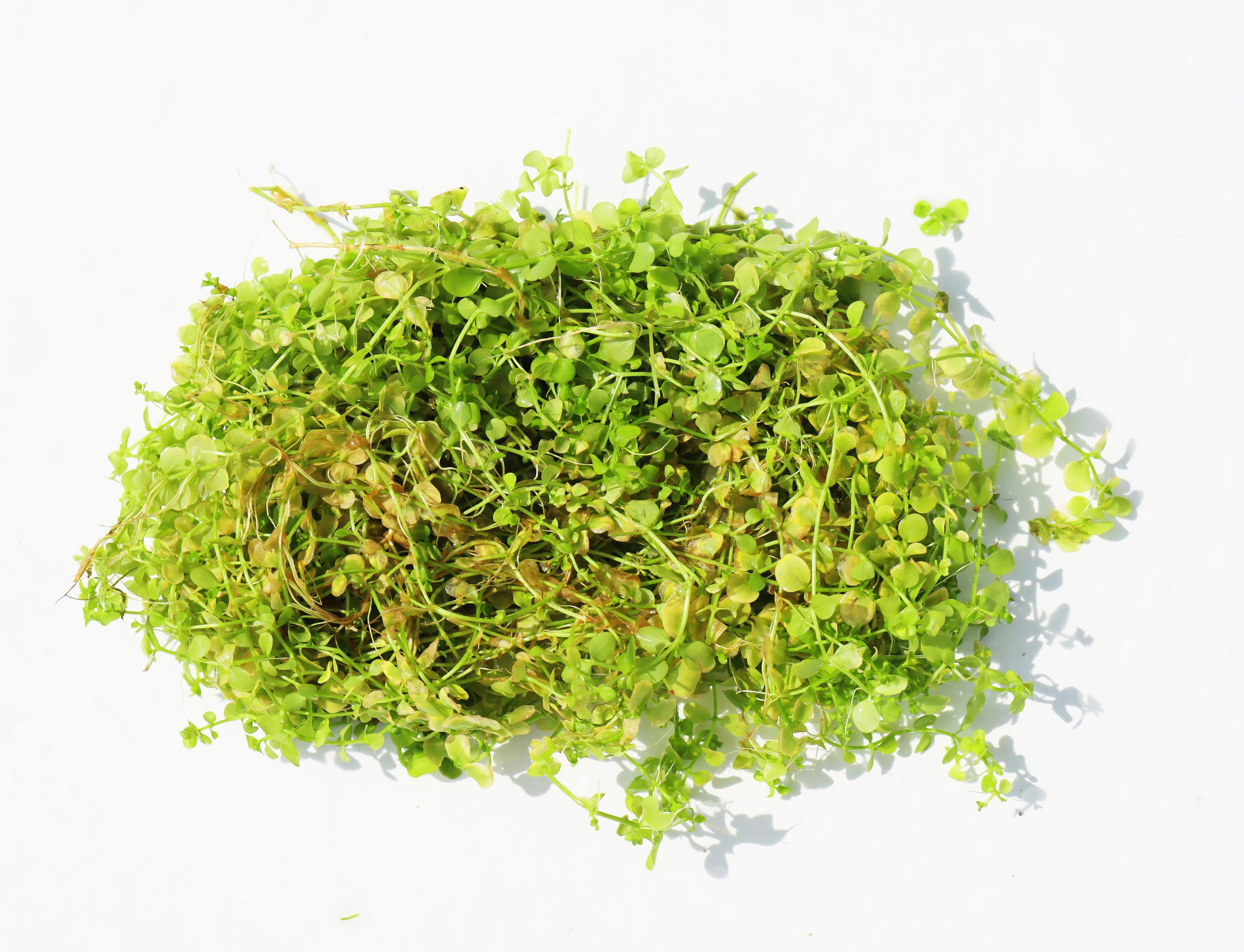 Baby Tears - Carpeting Foreground Plant (Micranthemum umbrosum)