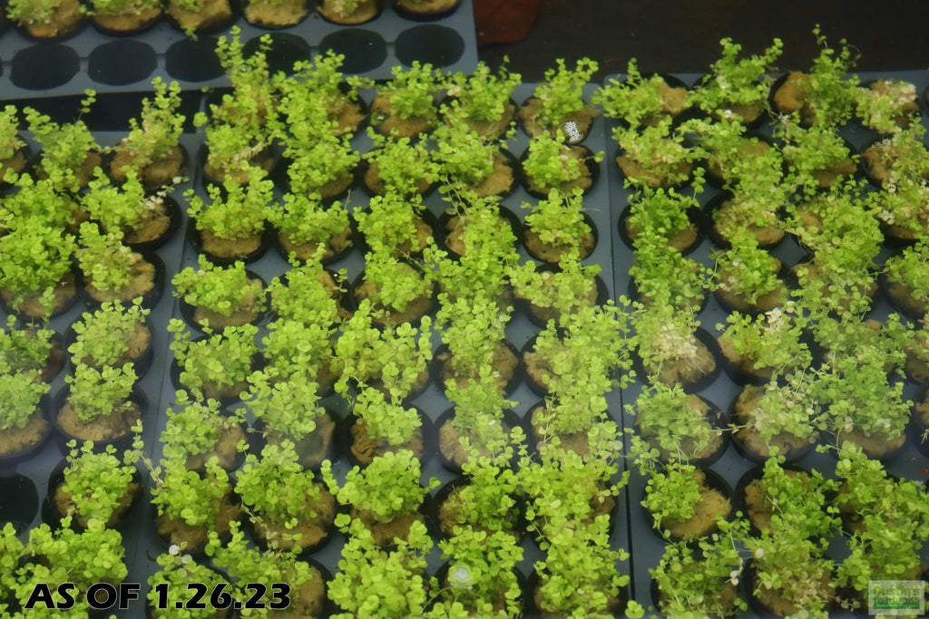 Baby Tears - Carpeting Foreground Plant (Micranthemum umbrosum)