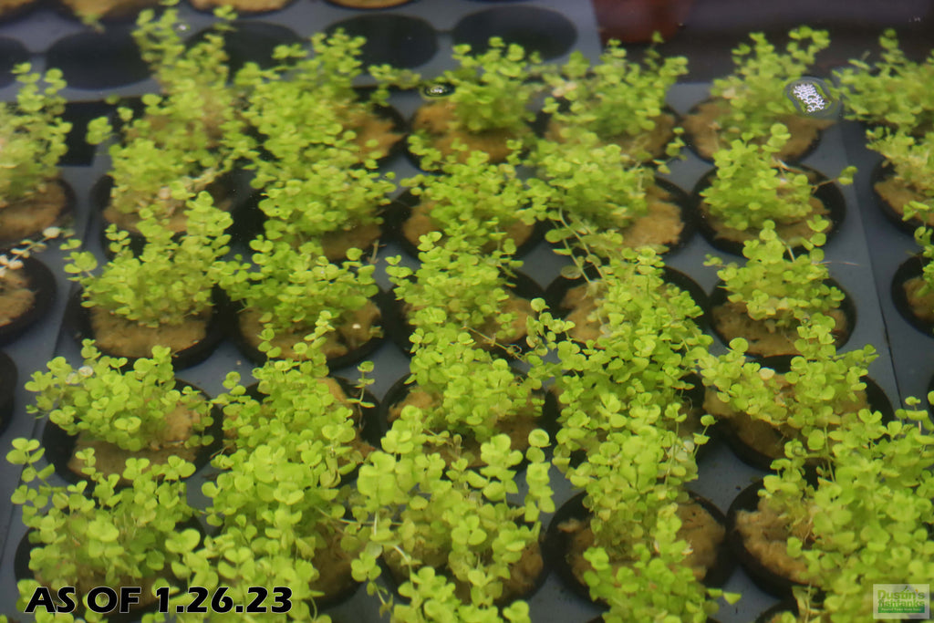 Baby Tears - Carpeting Foreground Plant (Micranthemum umbrosum)