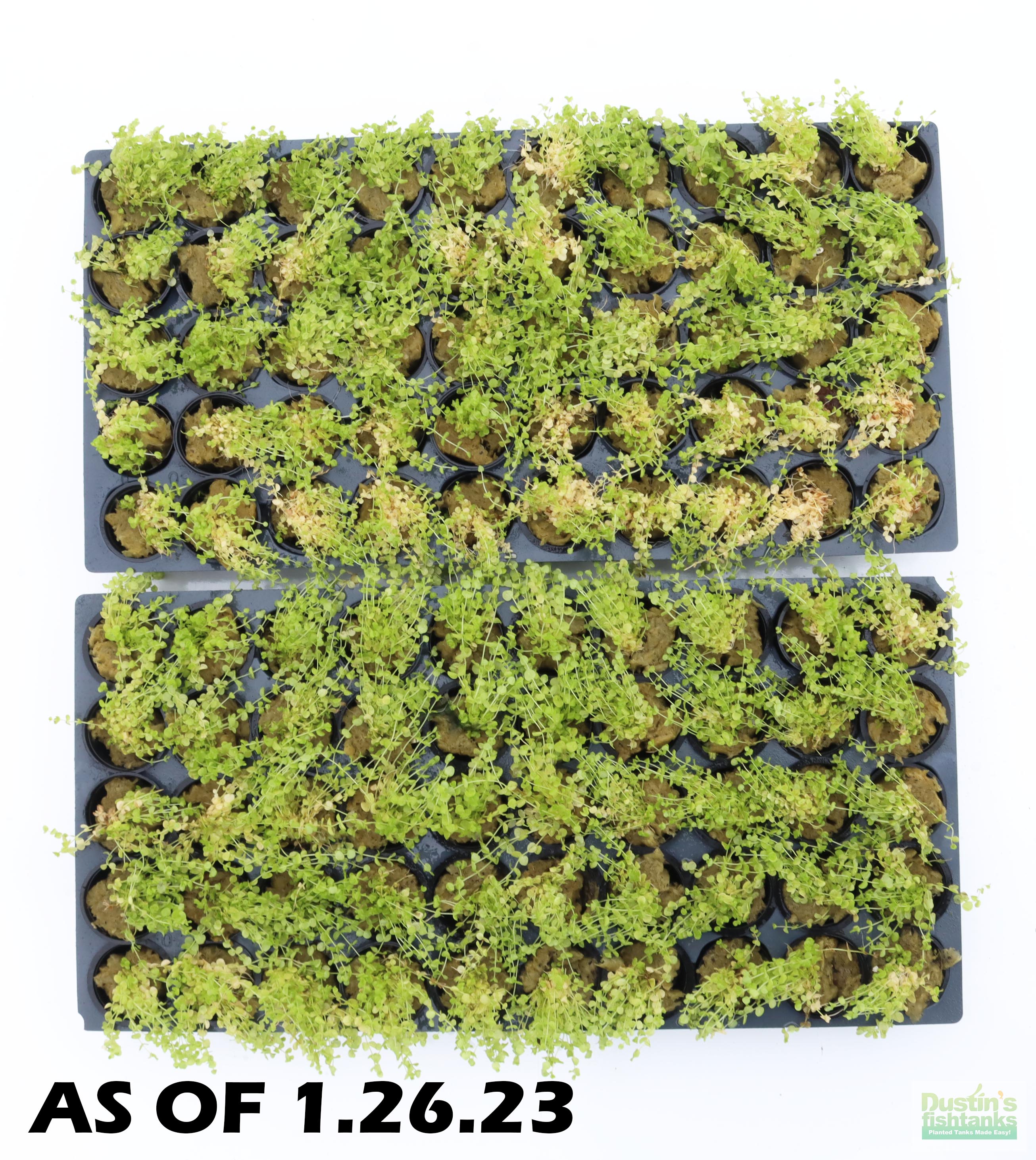 Baby Tears - Carpeting Foreground Plant (Micranthemum umbrosum)