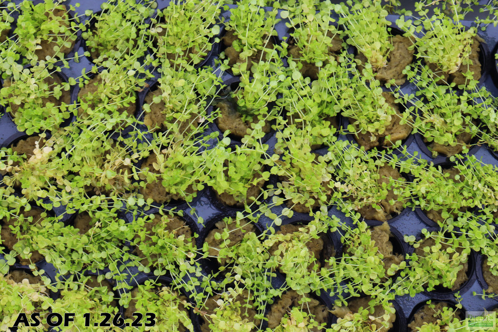 Baby Tears - Carpeting Foreground Plant (Micranthemum umbrosum)
