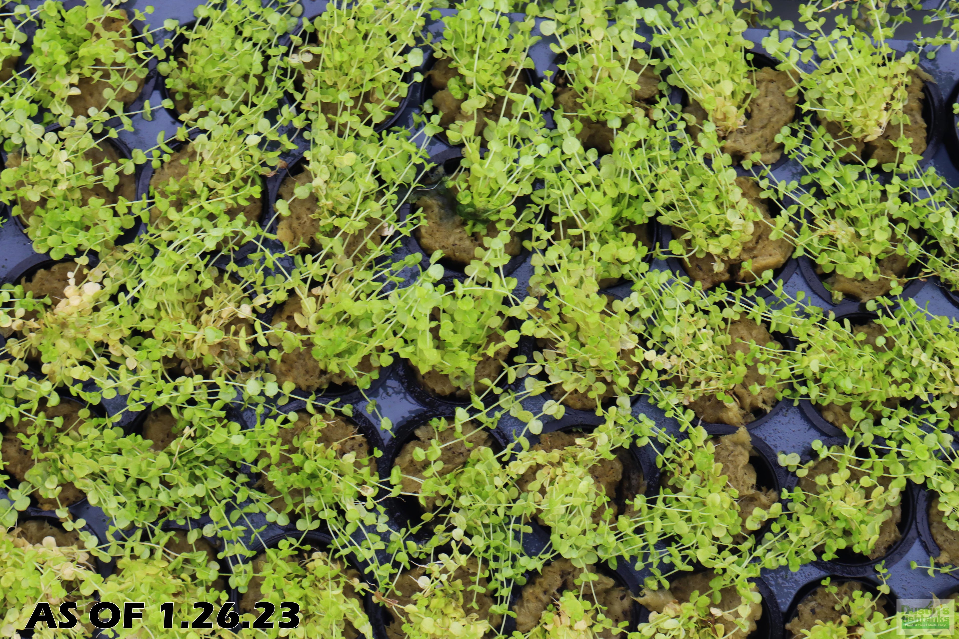Baby Tears - Carpeting Foreground Plant (Micranthemum umbrosum)