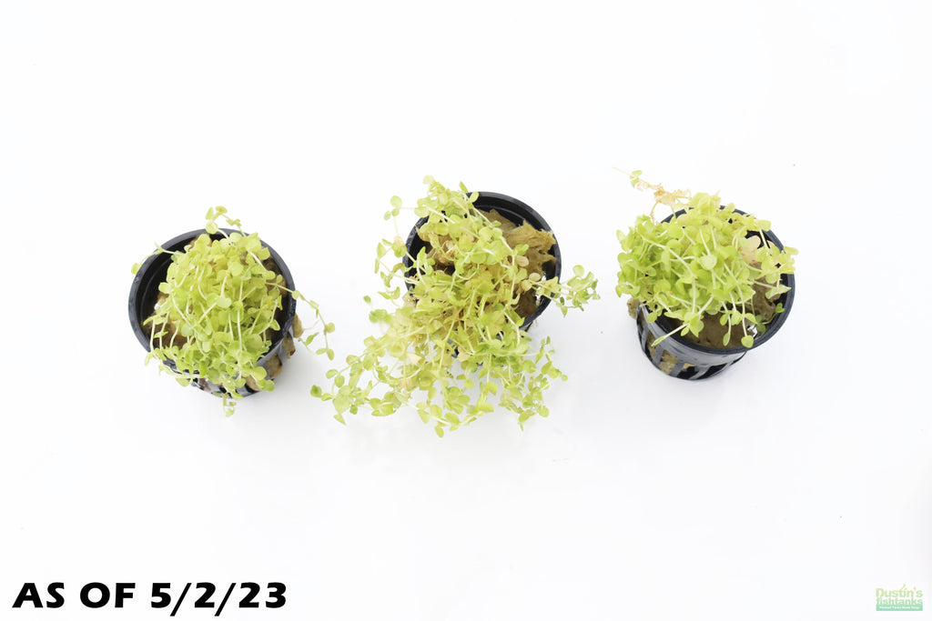 Baby Tears - Carpeting Foreground Plant (Micranthemum umbrosum)