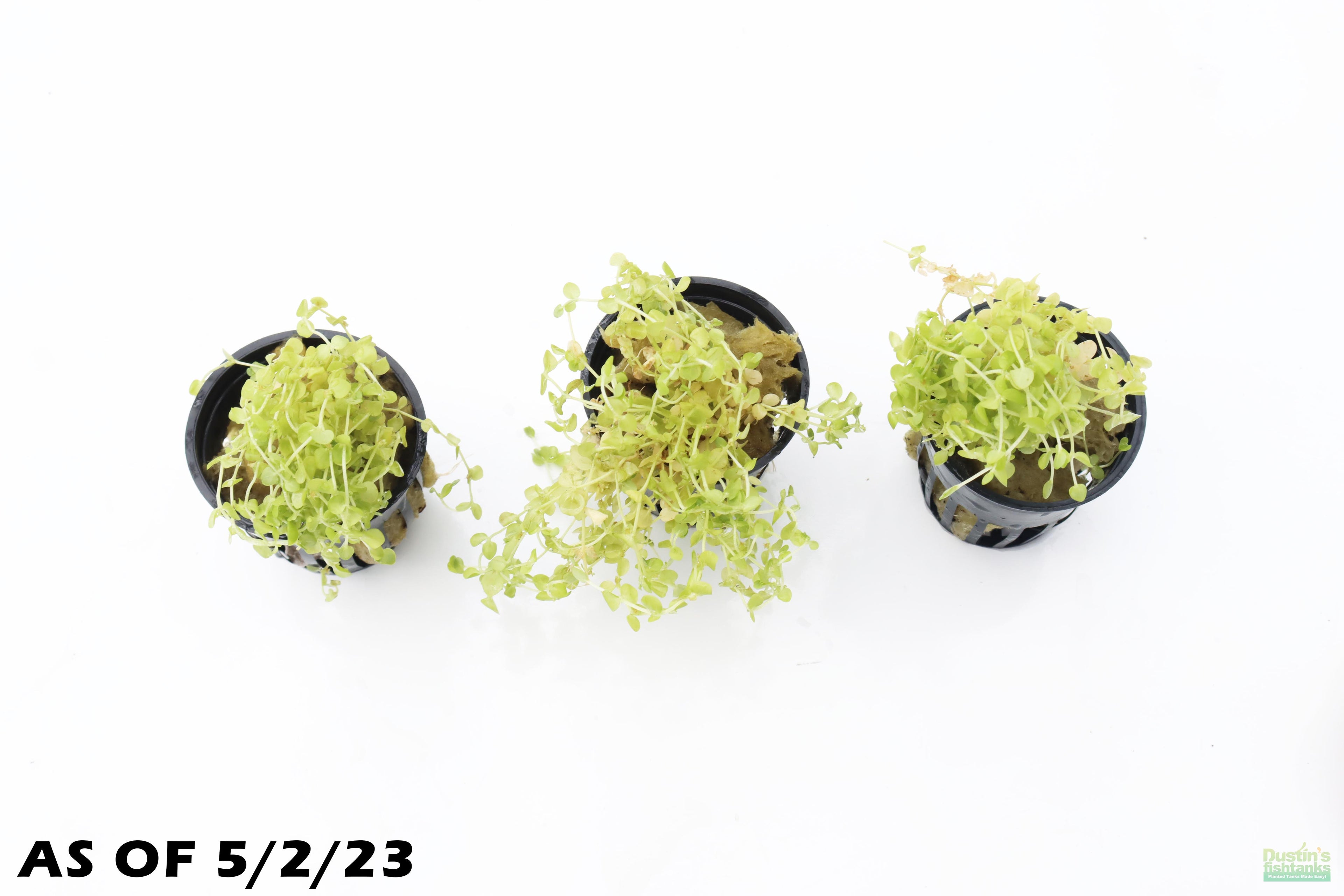 Baby Tears - Carpeting Foreground Plant (Micranthemum umbrosum)