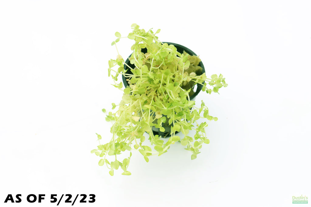 Baby Tears - Carpeting Foreground Plant (Micranthemum umbrosum)