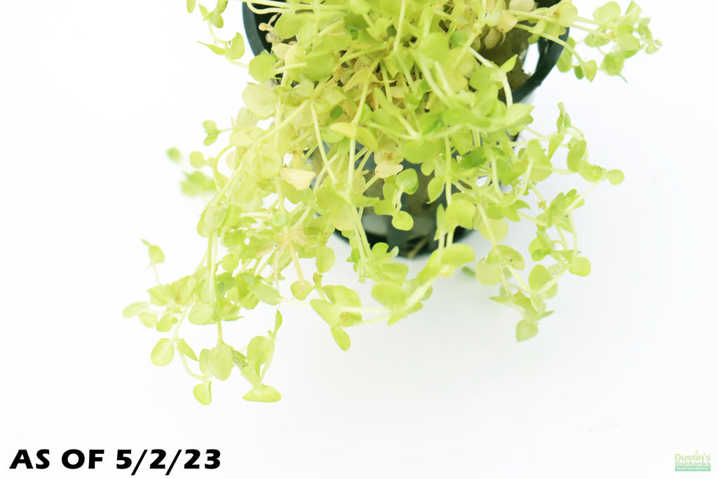 Baby Tears - Carpeting Foreground Plant (Micranthemum umbrosum)