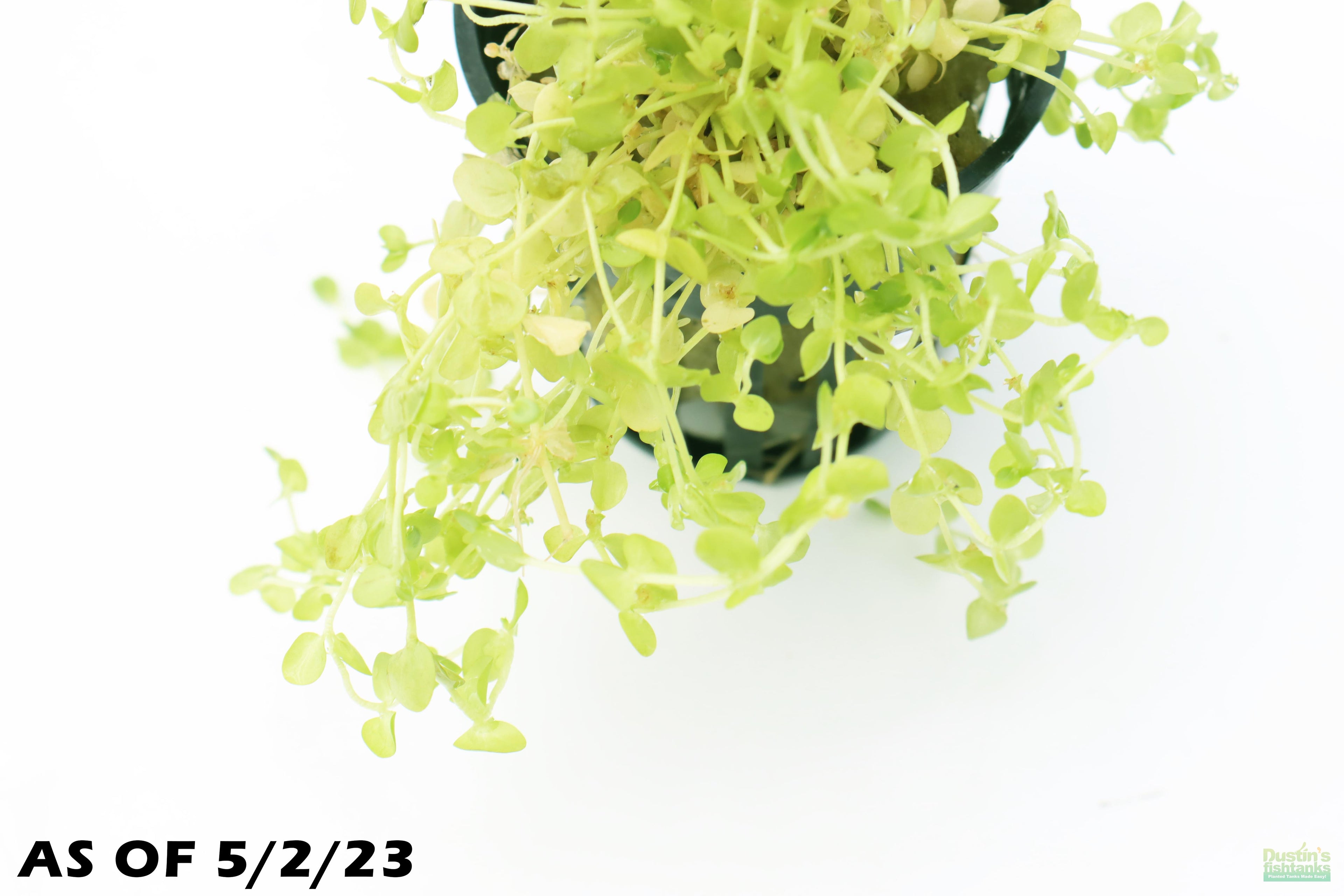 Baby Tears - Carpeting Foreground Plant (Micranthemum umbrosum)