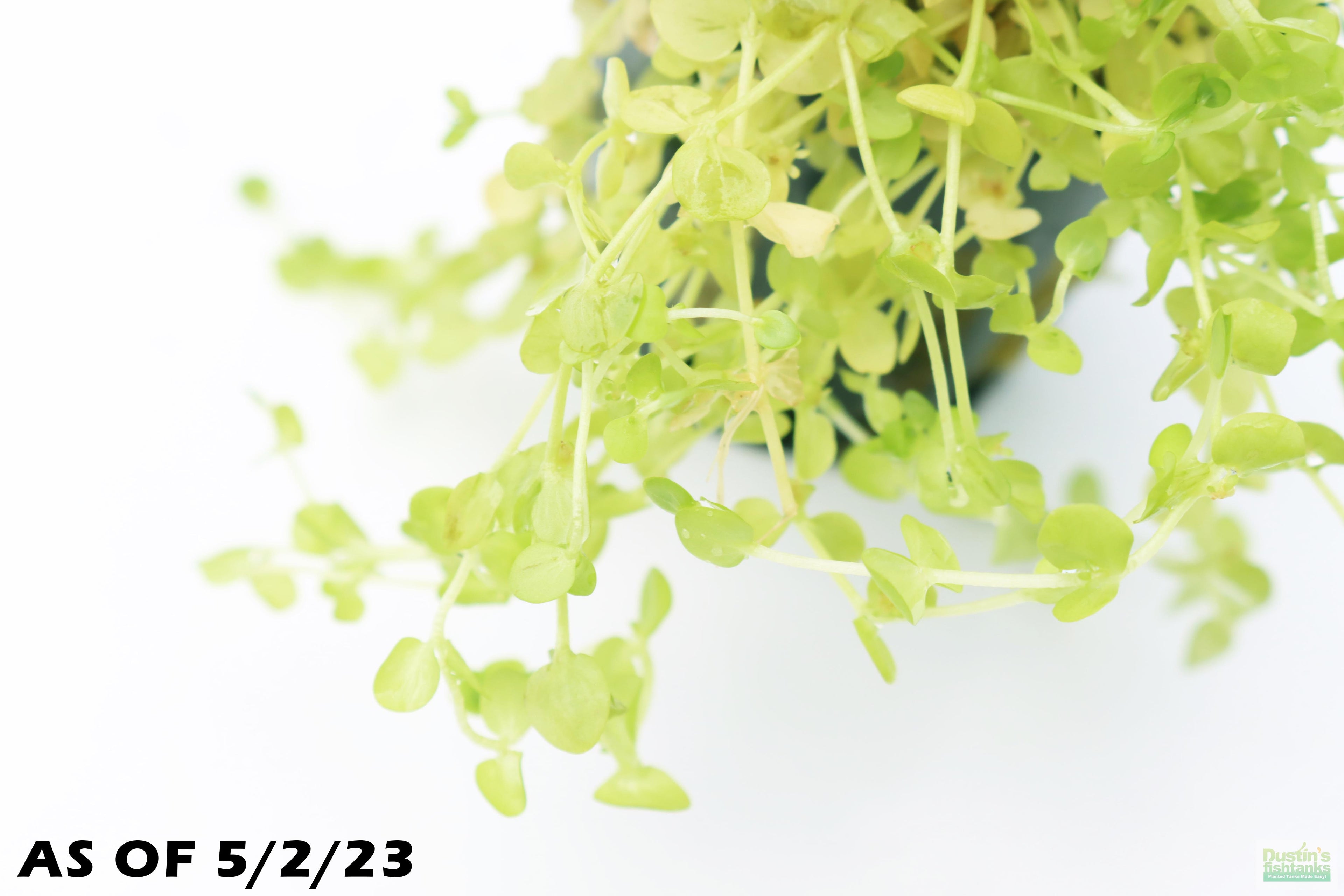 Baby Tears - Carpeting Foreground Plant (Micranthemum umbrosum)