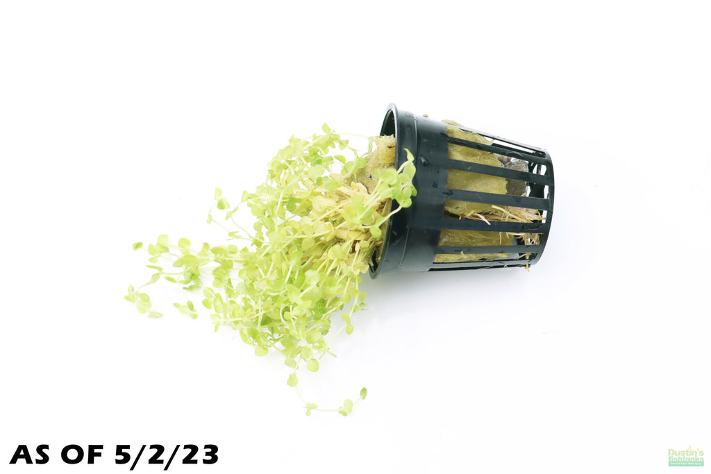 Baby Tears - Carpeting Foreground Plant (Micranthemum umbrosum)