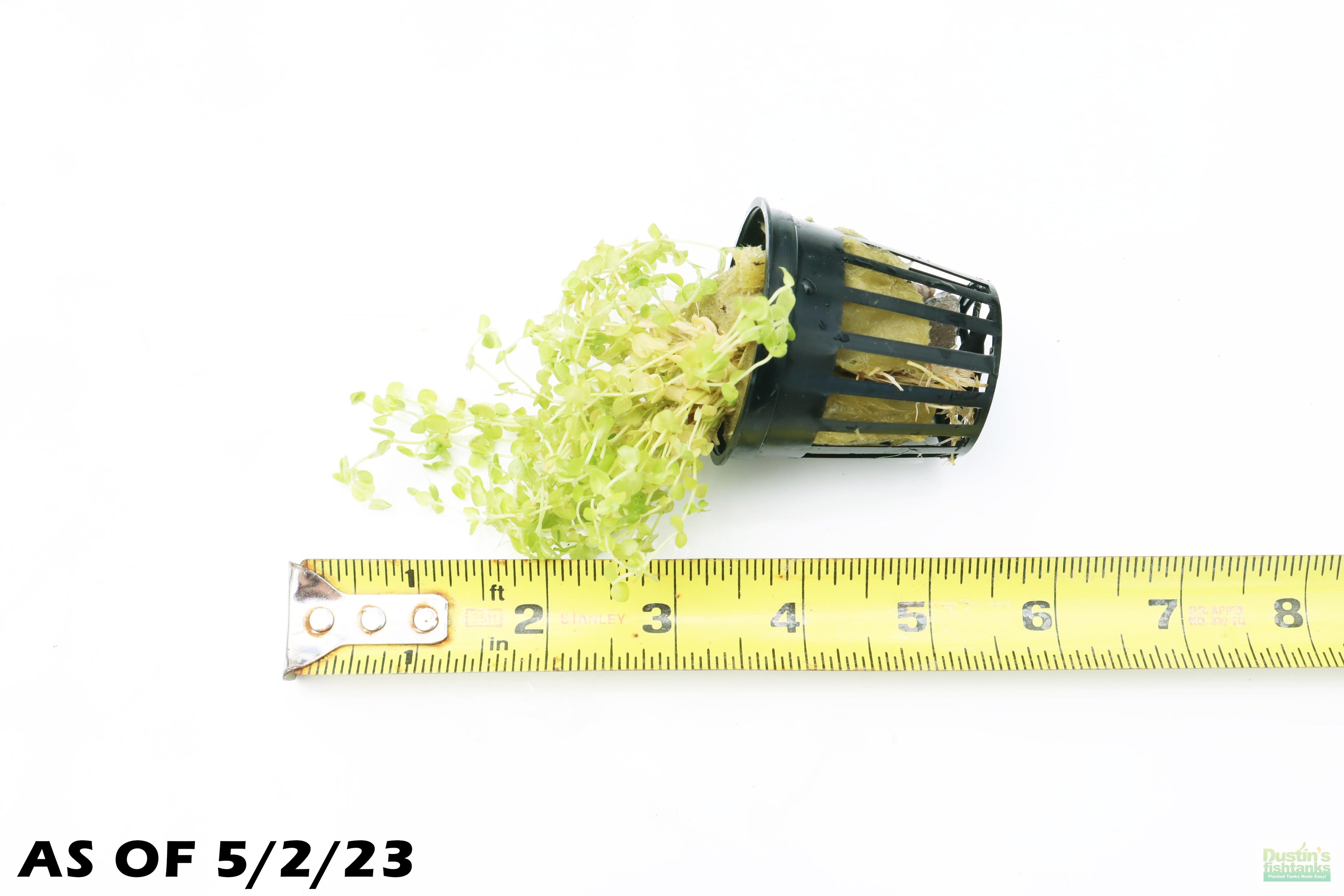 Baby Tears - Carpeting Foreground Plant (Micranthemum umbrosum)