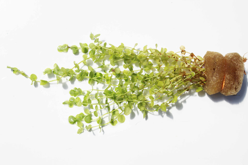 Baby Tears - Carpeting Foreground Plant (Micranthemum umbrosum)