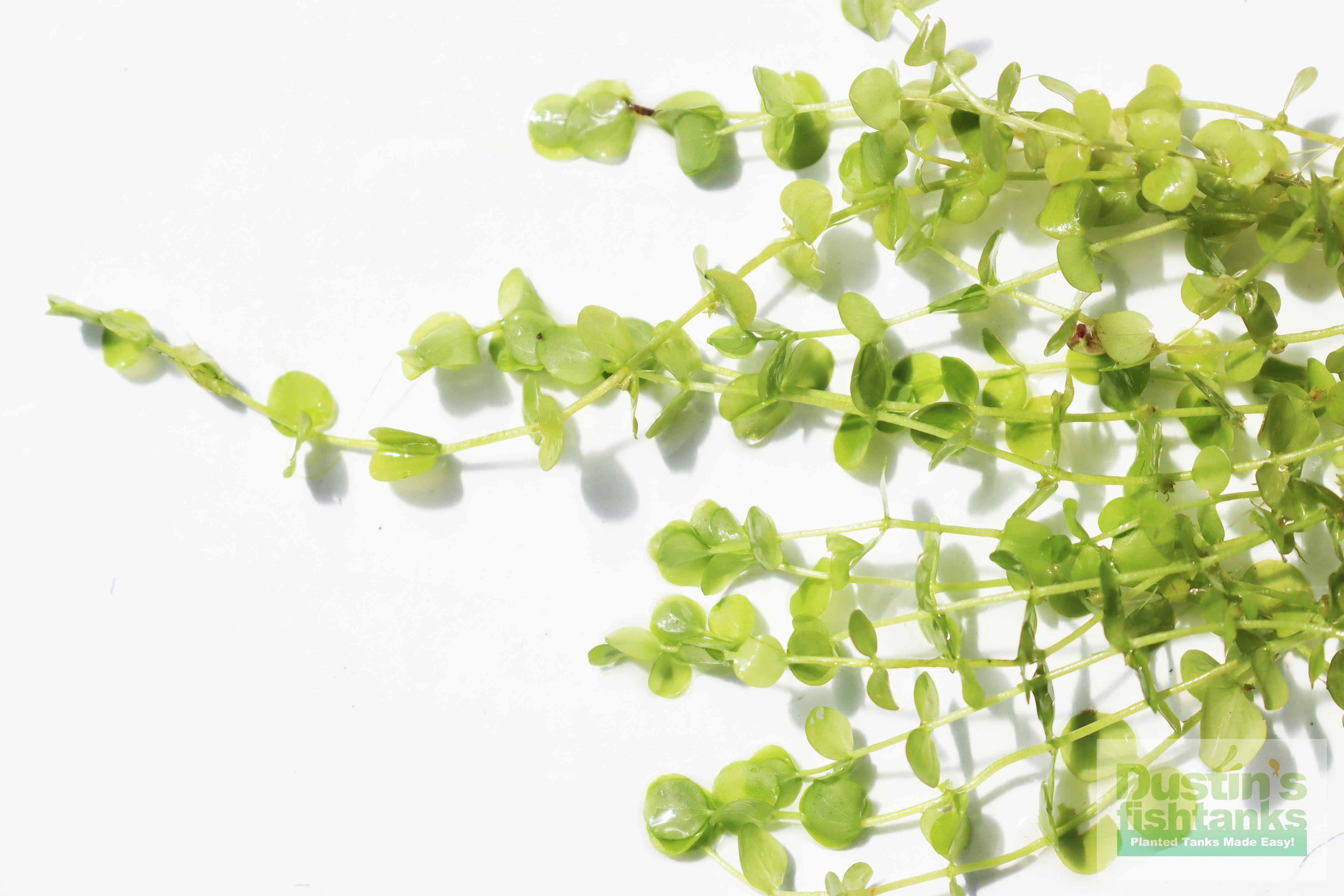 Baby Tears - Carpeting Foreground Plant (Micranthemum umbrosum)