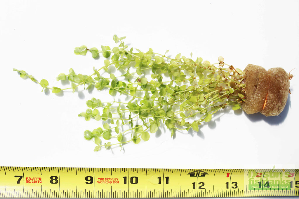 Baby Tears - Carpeting Foreground Plant (Micranthemum umbrosum)