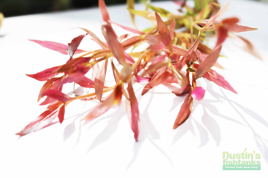 Alternanthera Reineckii "Regular"