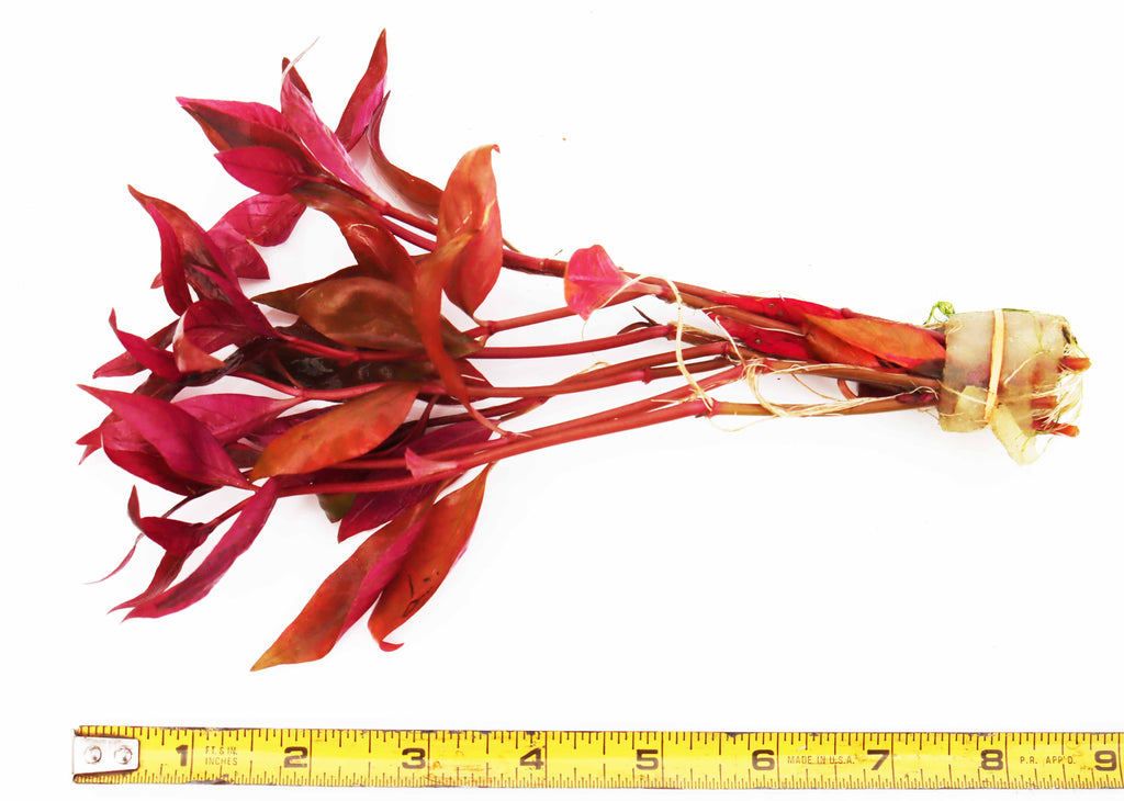 Alternanthera Reineckii "Regular"