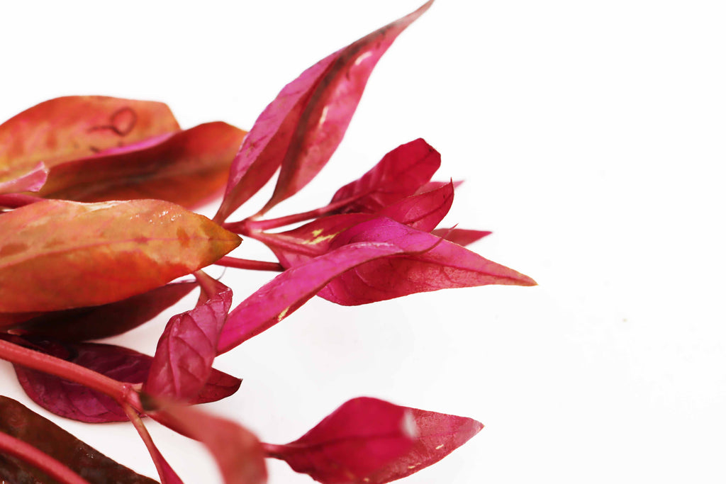 Alternanthera Reineckii "Regular"