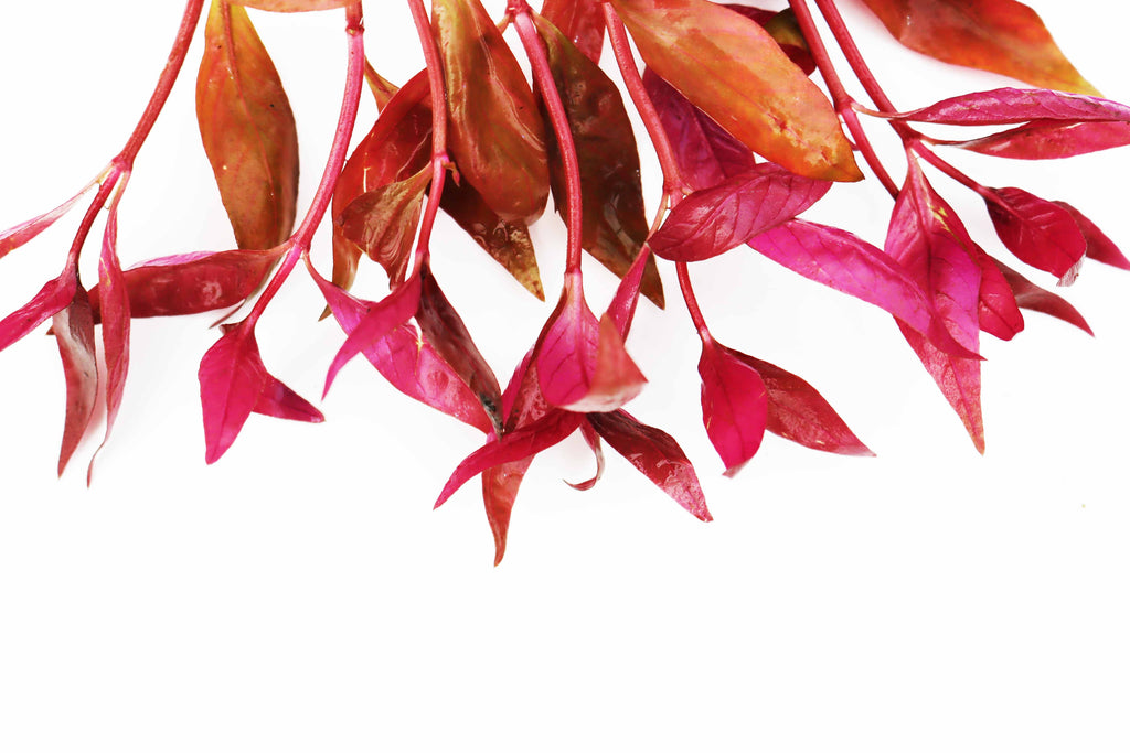 Alternanthera Reineckii "Regular"