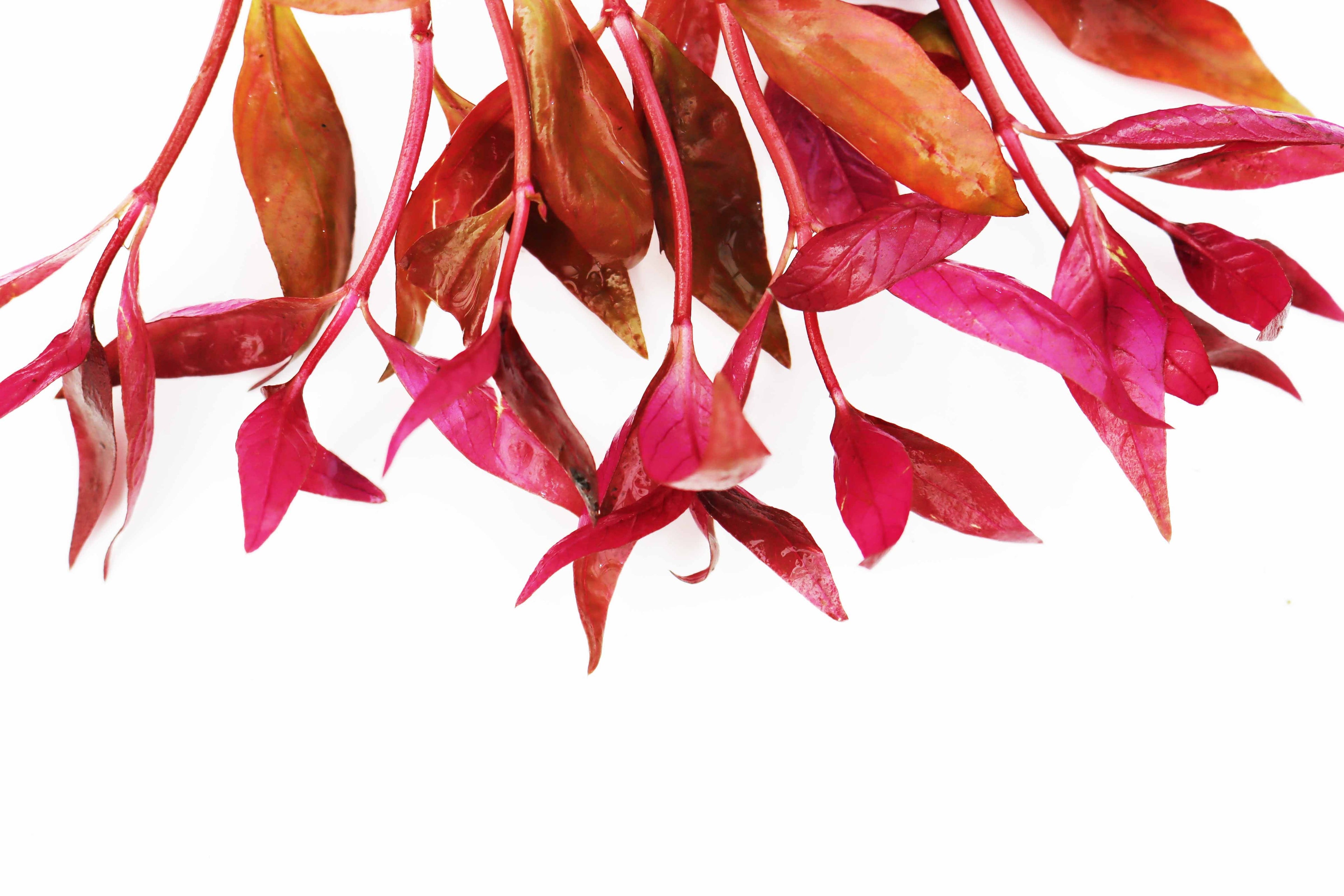 Alternanthera Reineckii "Regular"