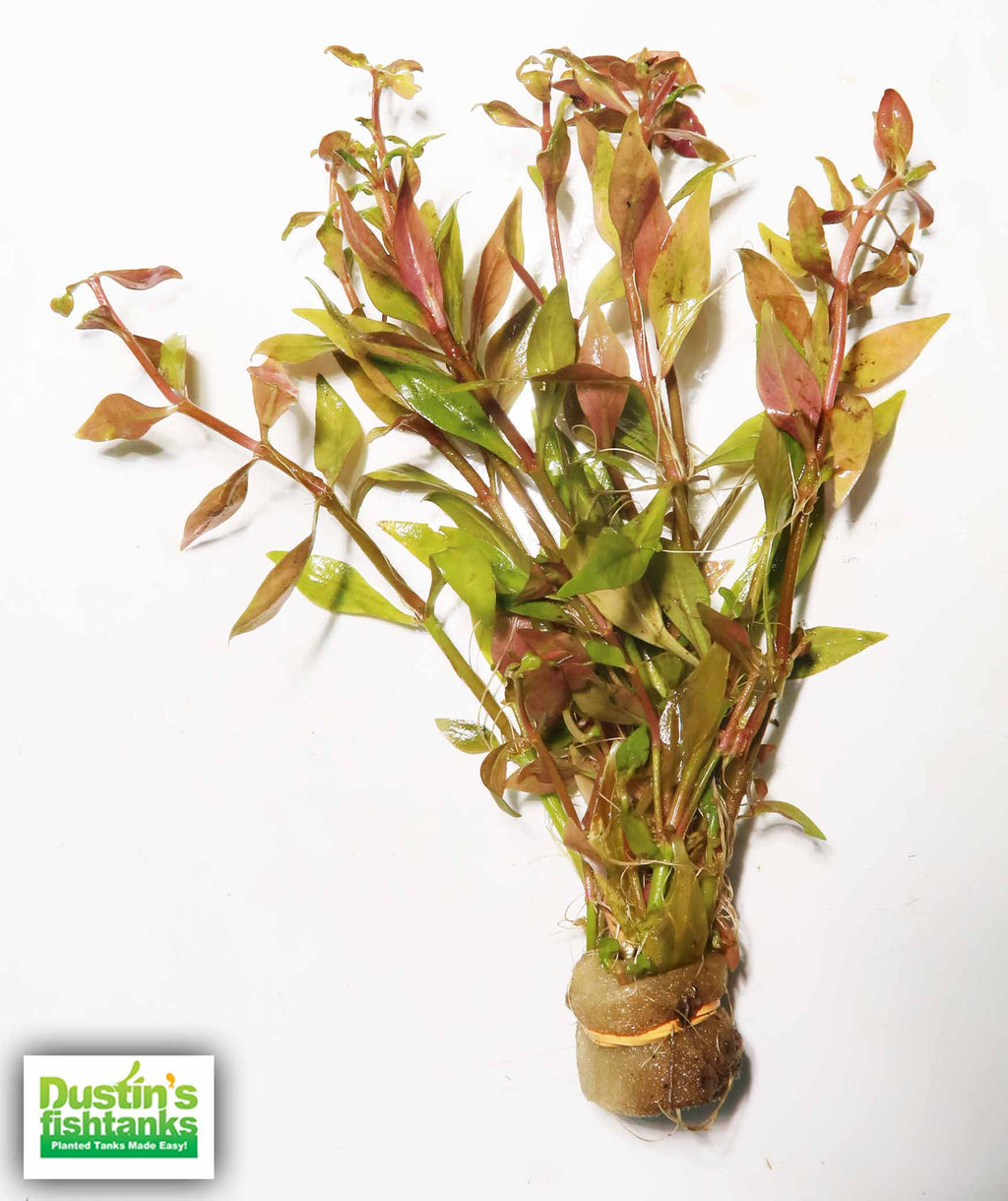 Alternanthera Reineckii "Green"