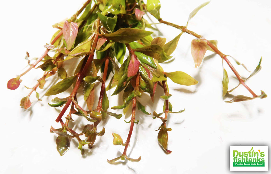 Alternanthera Reineckii "Green"