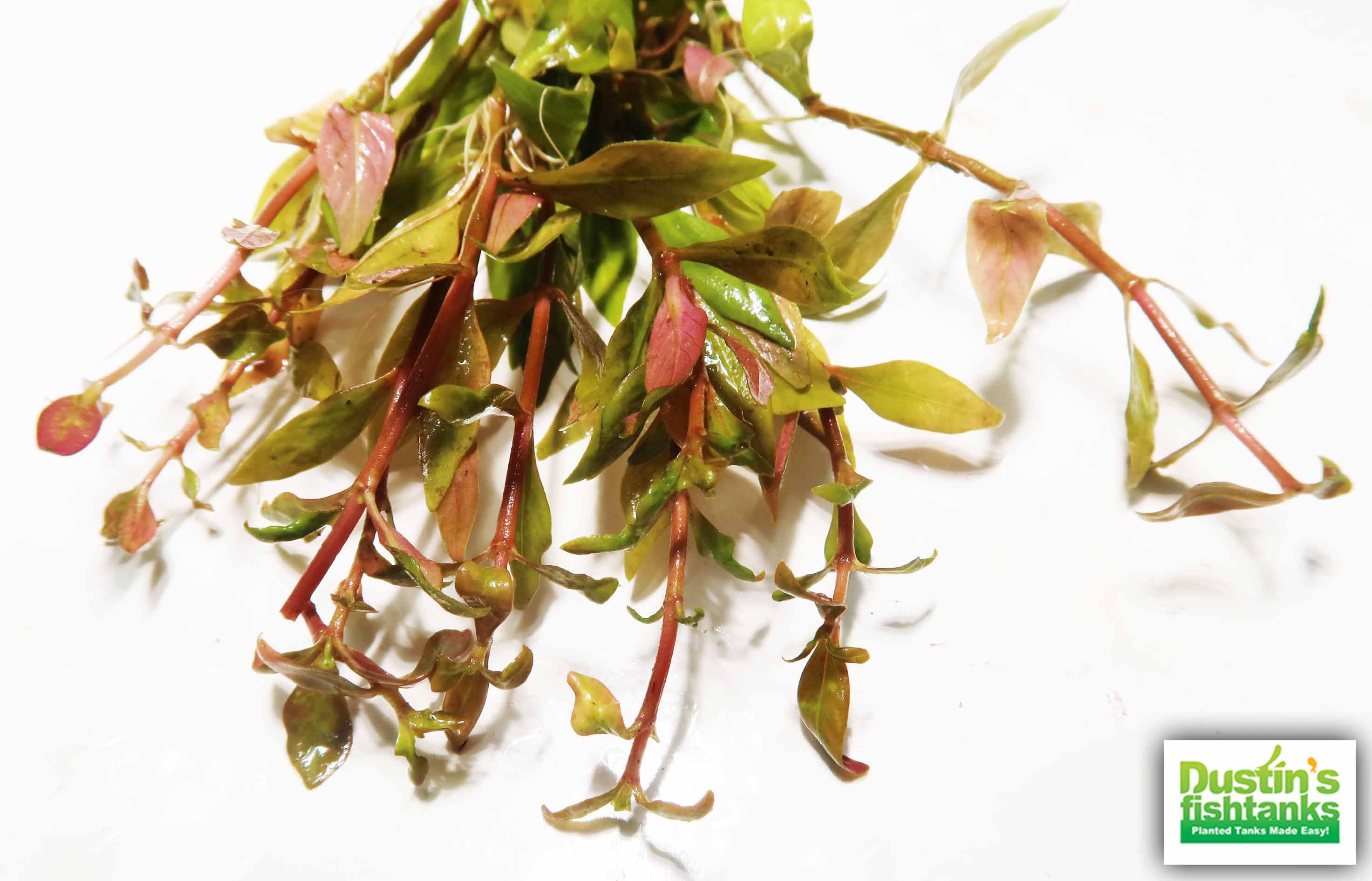 Alternanthera Reineckii "Green"