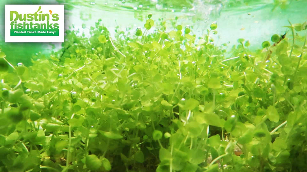 Baby Tears - Carpeting Foreground Plant (Micranthemum umbrosum)