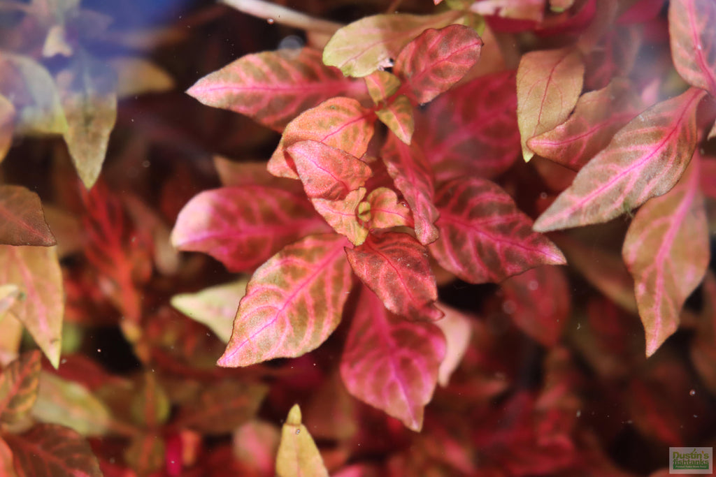 Alternanthera Reineckii "Variegated" (5-6 inches) (Our #1 selling Aquarium Plant)