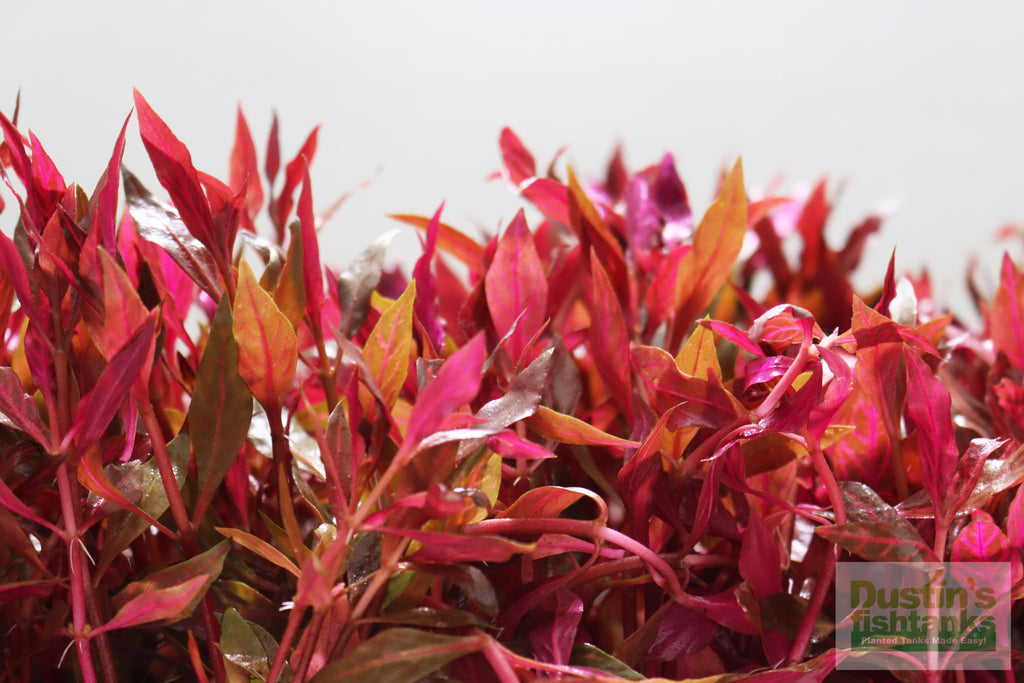Alternanthera Reineckii "Variegated" (5-6 inches) (Our #1 selling Aquarium Plant)