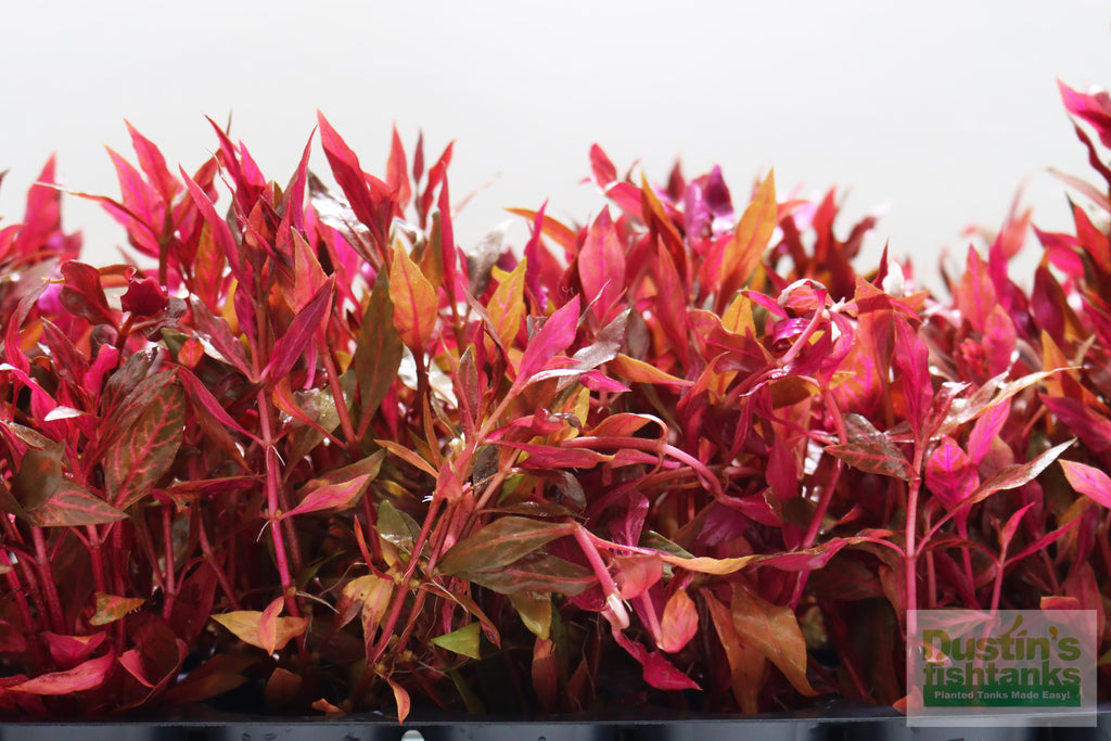 Alternanthera Reineckii "Variegated" (5-6 inches) (Our #1 selling Aquarium Plant)