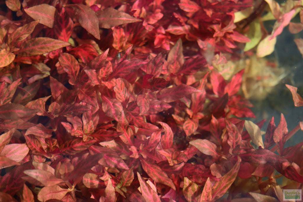 Alternanthera Reineckii "Variegated" (5-6 inches) (Our #1 selling Aquarium Plant)