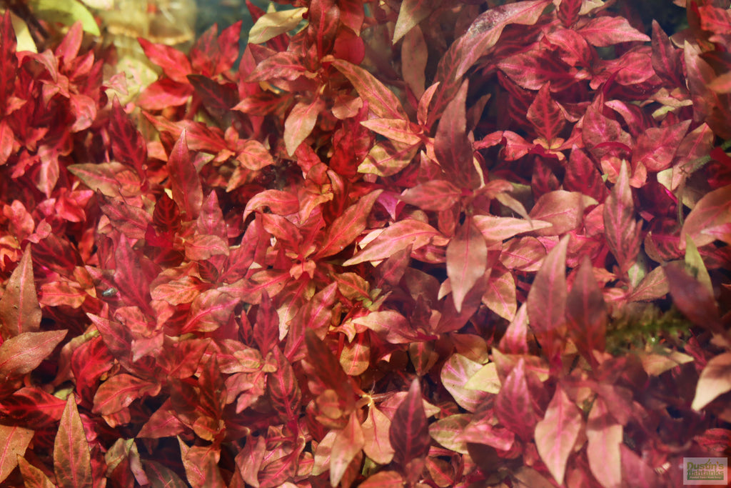 Alternanthera Reineckii "Variegated" (5-6 inches) (Our #1 selling Aquarium Plant)