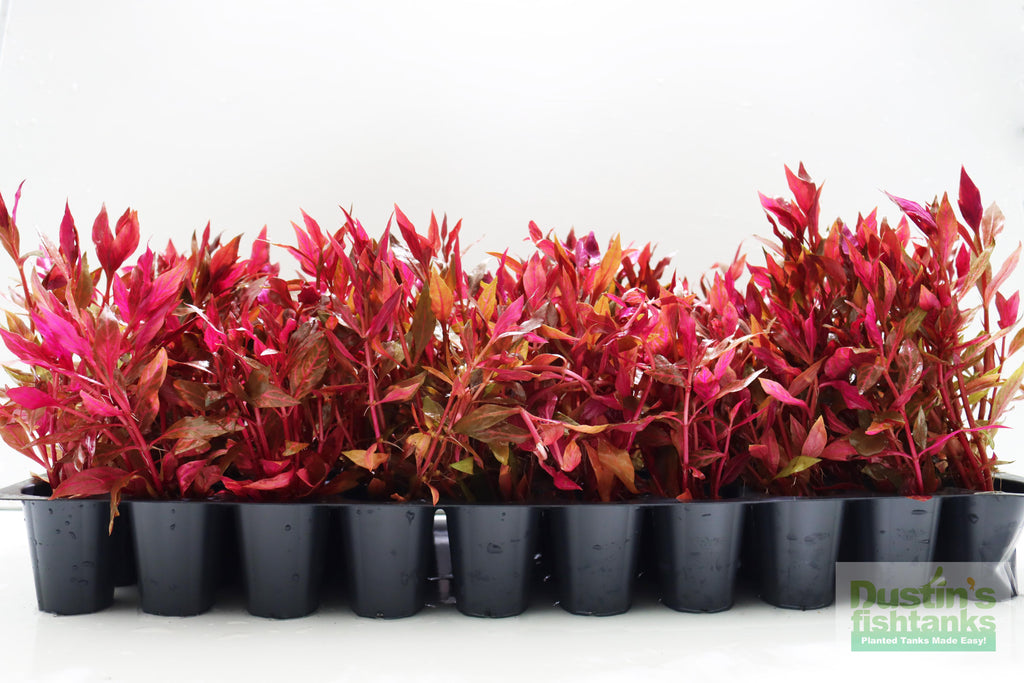 Alternanthera Reineckii "Variegated" (5-6 inches) (Our #1 selling Aquarium Plant)
