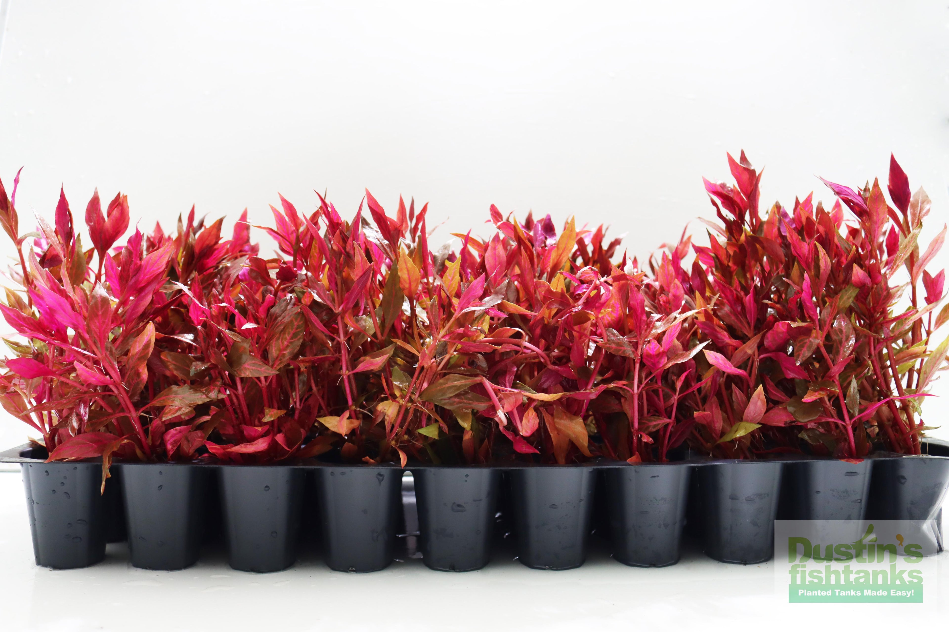 Alternanthera Reineckii "Variegated" (5-6 inches) (Our #1 selling Aquarium Plant)