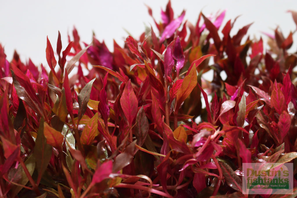 Alternanthera Reineckii "Variegated" (5-6 inches) (Our #1 selling Aquarium Plant)