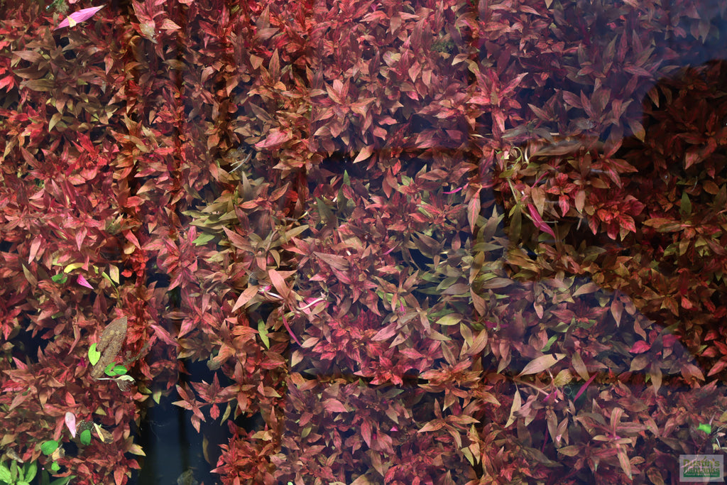 Alternanthera Reineckii "Variegated" (5-6 inches) (Our #1 selling Aquarium Plant)