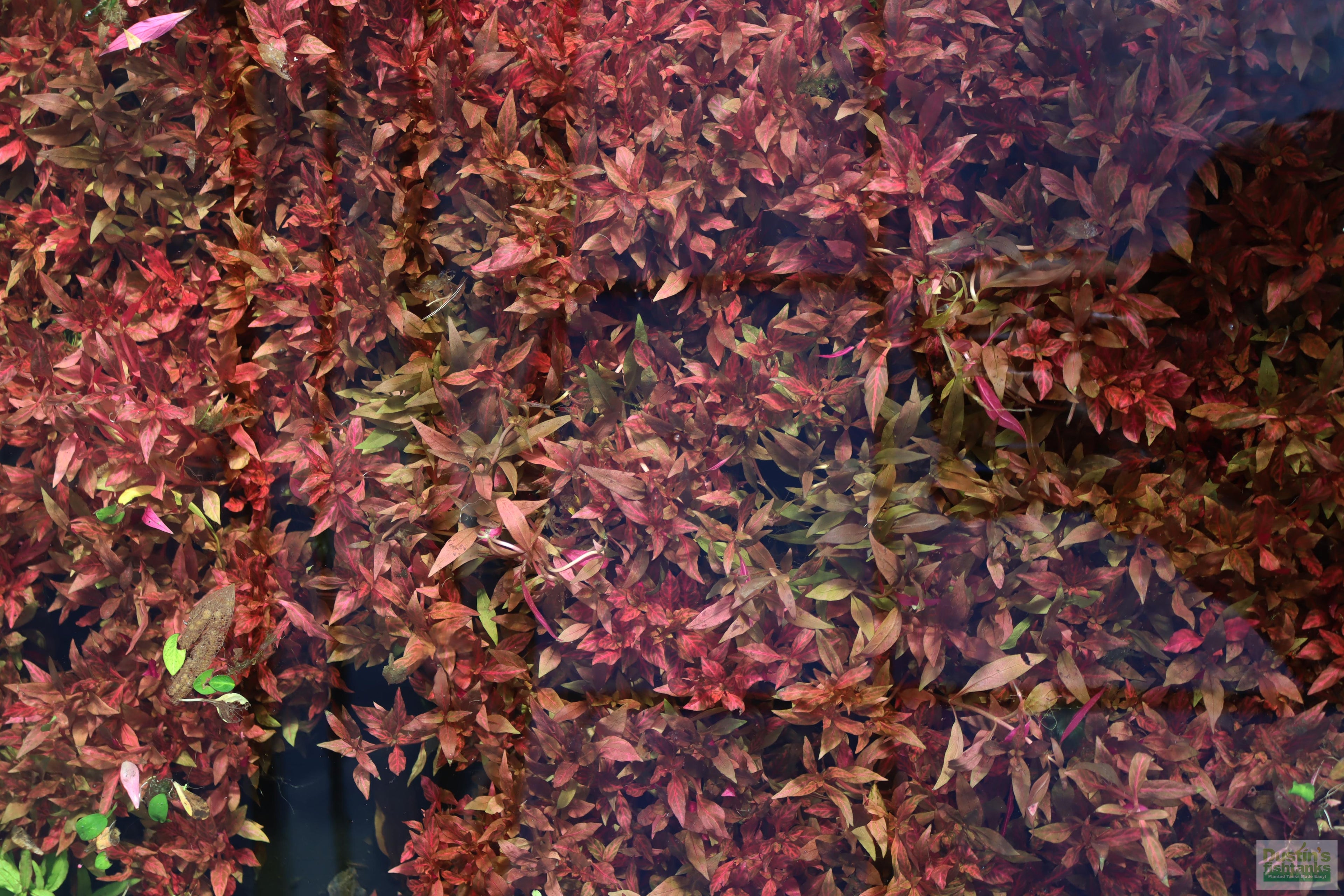 Alternanthera Reineckii "Variegated" (5-6 inches) (Our #1 selling Aquarium Plant)