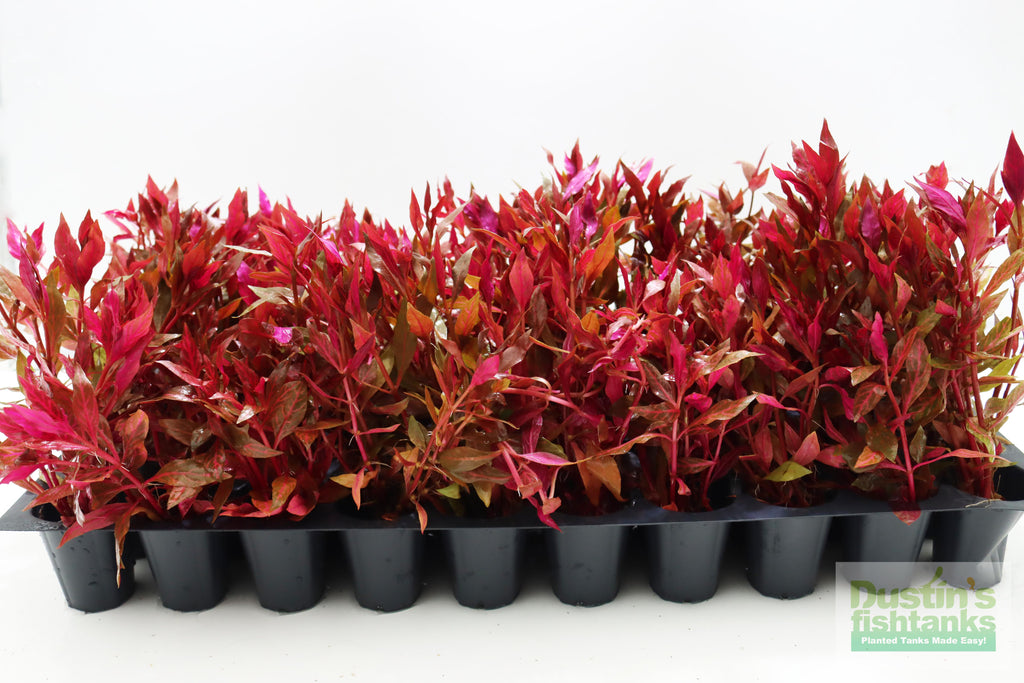 Alternanthera Reineckii "Variegated" (5-6 inches) (Our #1 selling Aquarium Plant)