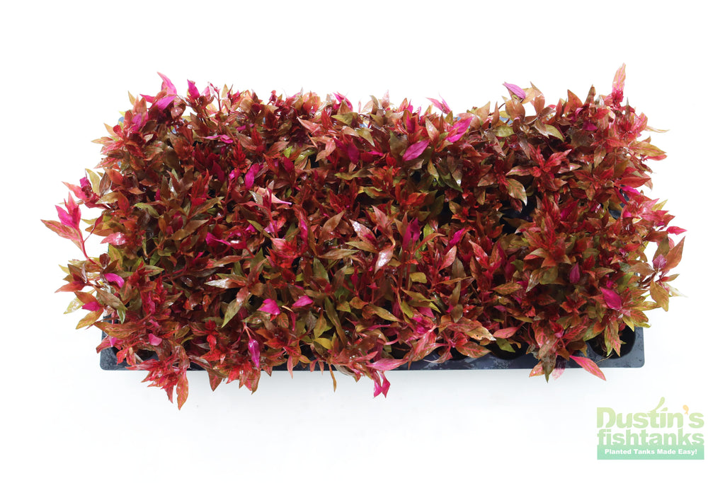 Alternanthera Reineckii "Variegated" (5-6 inches) (Our #1 selling Aquarium Plant)