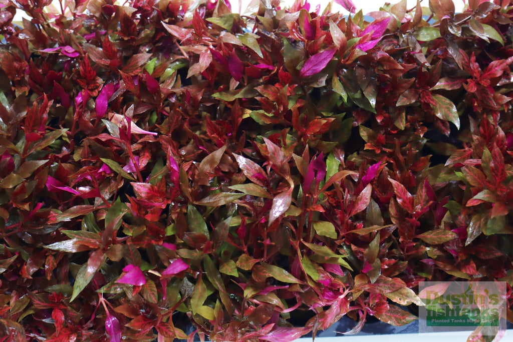 Alternanthera Reineckii "Variegated" (5-6 inches) (Our #1 selling Aquarium Plant)